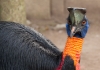 birdpark1089