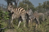 botswana_0748