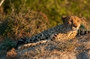 botswana_0880b