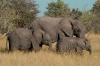 botswana_1140