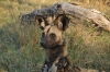 botswana_1214