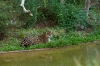 iguacu0749