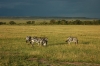 DSC_0116.jpg