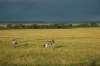 DSC_0117.jpg