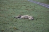 DSC_0123.jpg