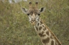 DSC_8986a.jpg