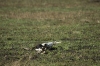 DSC_9196a.jpg