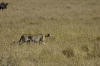 DSC_9200a.jpg