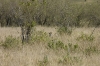 DSC_9207a.jpg