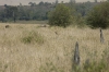 DSC_9211a.jpg