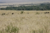 DSC_9216a.jpg