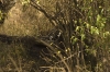 DSC_9238a.jpg