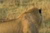 MLS_0012a.jpg
