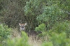 MLS_0017a.jpg