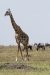 MLS_0021a.jpg