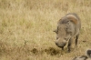 MLS_0025a_1.jpg