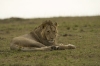 MLS_0033a_1.jpg