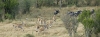 MLS_0092a.jpg