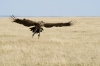 MLS_0097a.jpg