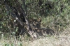 MLS_0114a.jpg