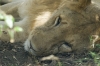 MLS_0150a.jpg