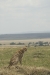 MLS_0169a.jpg
