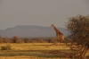 madikwe1190