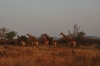 madikwe1224