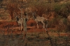 madikwe1314