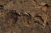 madikwe1458