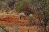 madikwe1850