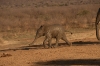 madikwe1982