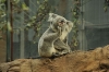 sydney0374