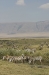 21-The Ngorongoro is the world&#039;s largest, intact, unflooded caldera