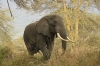 02-Elephants in Tanzania have the longest tusks in Africa because of Phosphorus in the soil