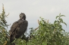 13-Martial Eagle