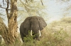 01-Large bull elephant inside Ngorongoro